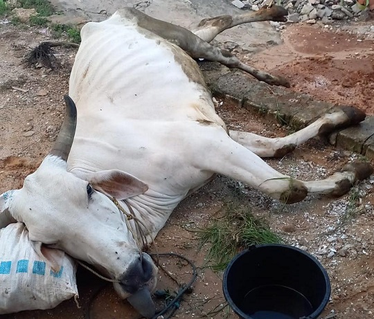 Ilustrasi seekor sapi di Tuban yang terpapar virus PMK.