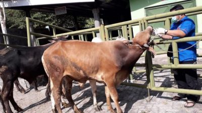 Penyakit mulut dan kuku. (Foto: Pemkab Pasuruan/Tugu Jatim)