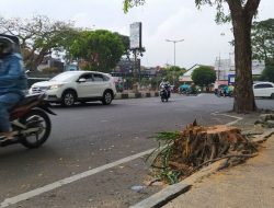 Pro Kontra Penebangan Pohon di Kawasan Kayutangan Heritage Malang