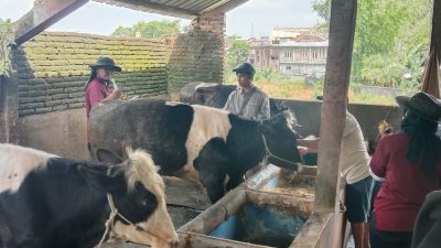 Petugas Dispangtan Kota Malang memberikan pengobatan pada sapi yang terpapar PKM di Kampung Sanan, Kota Malang.