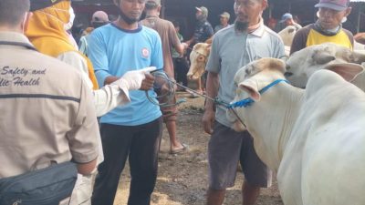 Petugas kesehatan hewan saat melakukan pemeriksaan sapi di salah satu pasar hewan di Tuban.