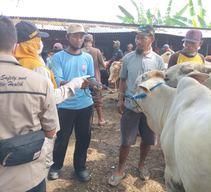 Petugas kesehatan hewan saat melakukan pemeriksaan sapi di salah satu pasar hewan di Tuban.