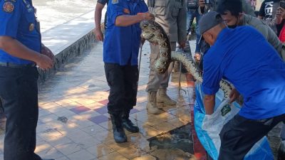 Ular piton. (Foto: Dokumen/Tugu Jatim)