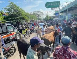 Tak Tahu Pasar Hewan Ditutup Sementara, Pedagang Sapi di Grati Pasuruan Nekat Jualan di Pinggir Jalan, Sempat Bikin Kemacetan