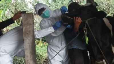 Terjangkit virus PMK. (Foto: Istimewa/Tugu Jatim)