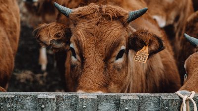 sapi kurban. (Foto: Pexels/Tugu Jatim)