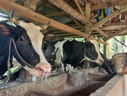 Banyak Sapi Mati Mendadak, Peternak Keluhkan Produksi Susu Anjlok di Lumbang Pasuruan