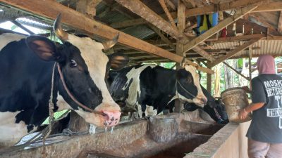 Sapi mati. Produksi susu. (Foto: Warga/Tugu Jatim)