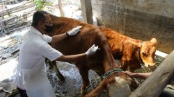 Proses vaksinasi ternak untuk mencegah wabah PMK di Kabupaten Kediri.