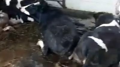 Potongan video sapi yang bergelimpangan yang diduga berada di RPH Surabaya.