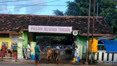 Sejumlah hewan ternak yang akan masuk ke pasar hewan disemprot disinfektan di Tuban.