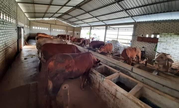 Kondisi kandang sapi milik salah satu peternak di Kabupaten Tuban.
