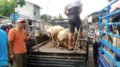 Para pedagang terpaksa menjual kambing di pinggir jalan, akibat pasar yang ditutup imbas Virus PMK yang mewabah di Tuban.