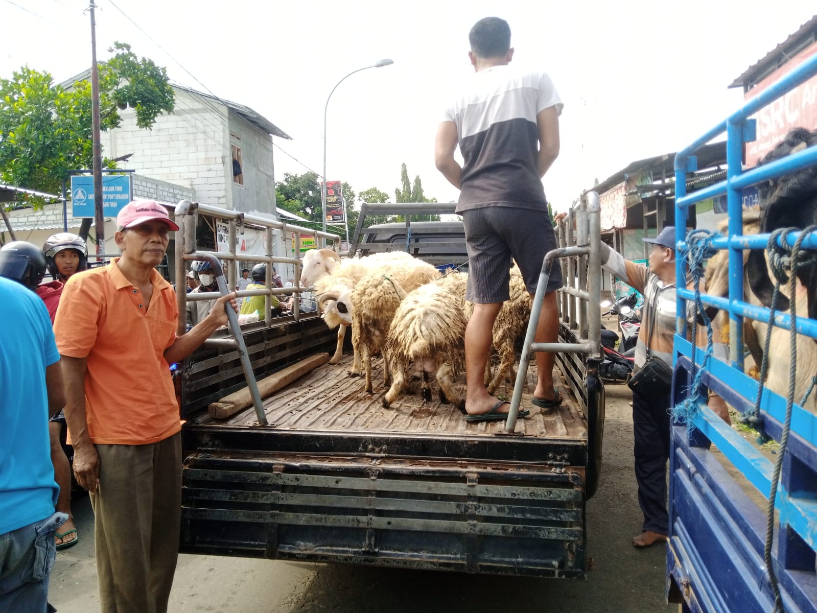 Para pedagang terpaksa menjual kambing di pinggir jalan, akibat pasar yang ditutup imbas Virus PMK yang mewabah di Tuban.