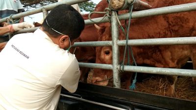 Tertular virus PMK. (Foto: Mila Arinda/Tugu Jatim)