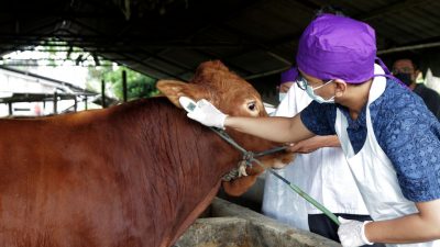 Harga hewan kurban. (Foto: Biddokes Surabaya/Tugu Jatim)