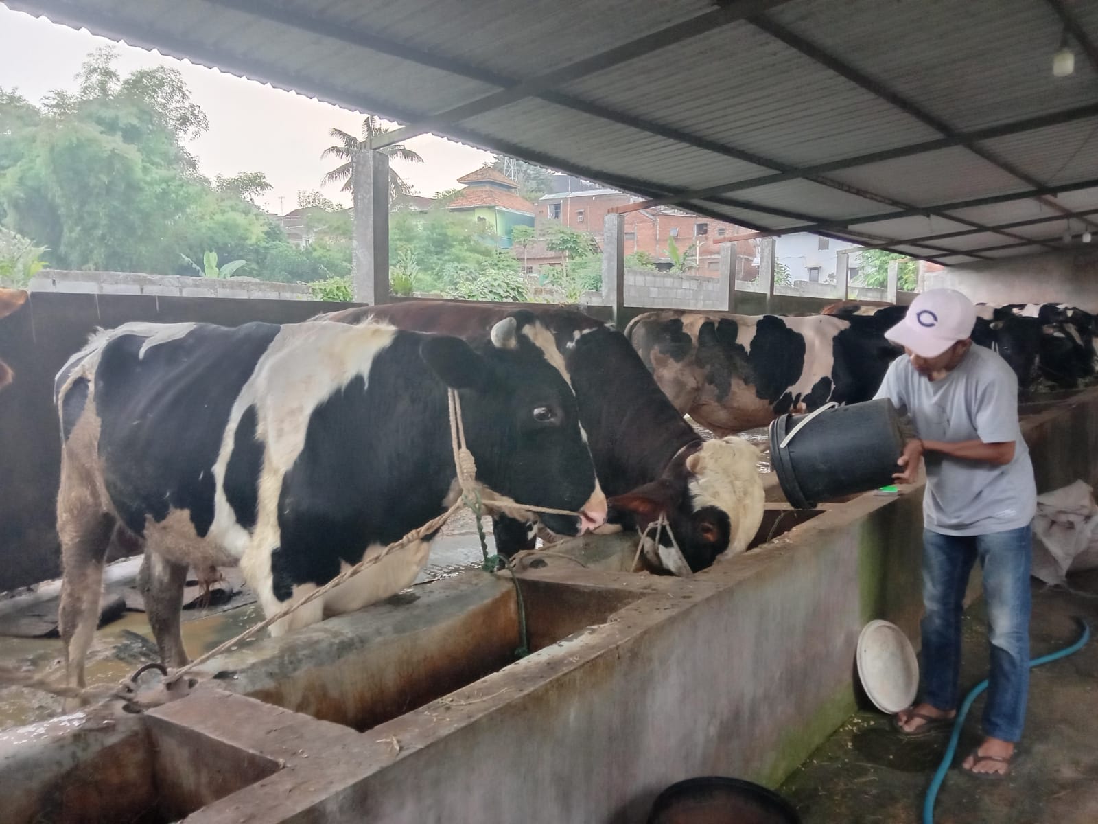 Sapi-sapi yang ada di peternak Kota Malang.