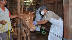 Tenaga kesehatan hewan Tuban menyuntikan vaksin ke ternak warga yang masih sehat sebagai salah satu cara memunculkan imun tubuh hewan.