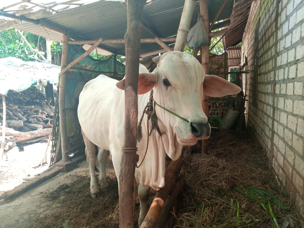 Ilustrasi sapi yang dimiliki petani di wilayah Kabupaten Tuban.