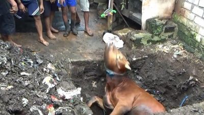 Sapi limousin. (Foto: Mochamad Abdurrochim/Tugu Jatim)