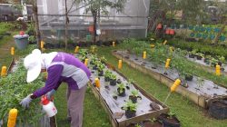 Gusti Patmi, ketua kelompok tani Cassiavera, sedang melakukan perawatan tanaman menggunakan bahan organik.
