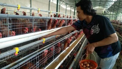 Peternak ayam di Kota Batu tengah mengambil hasil produksi telur ayam di kandang.