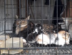 Viral! Dugaan Pasar Splendid Kota Malang Jadi Tempat Perdagangan Kucing Tak Terawat