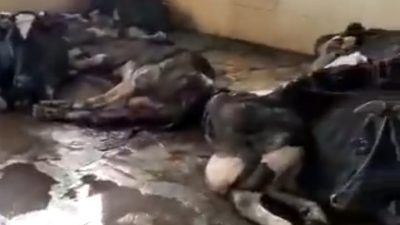 Sapi perah yang bergelimpangan di dalam RPH Pegirian Surabaya.