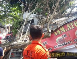 Warung Makan dan Kios Tambal Ban di Malang Tertimpa Pohon Tumbang Setinggi 20 Meter