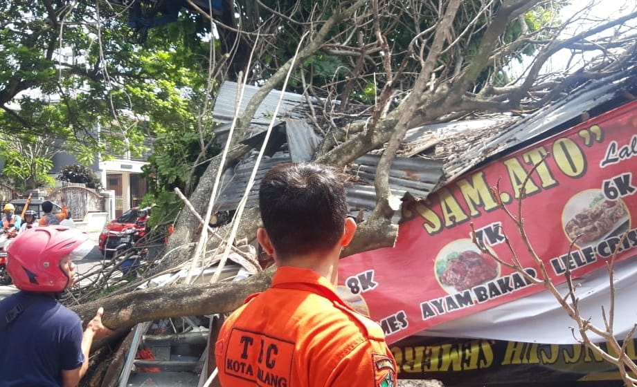 Pohon tumbang. (Foto: BPBD Kota Malang/Tugu Jatim)
