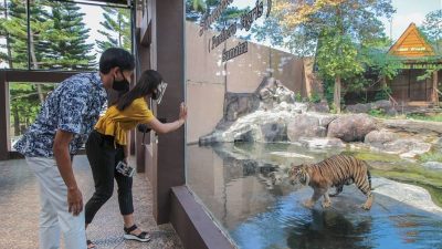 Salah satu satwa harimau koleksi Jatim Park 2 Batu Secret Zoo.