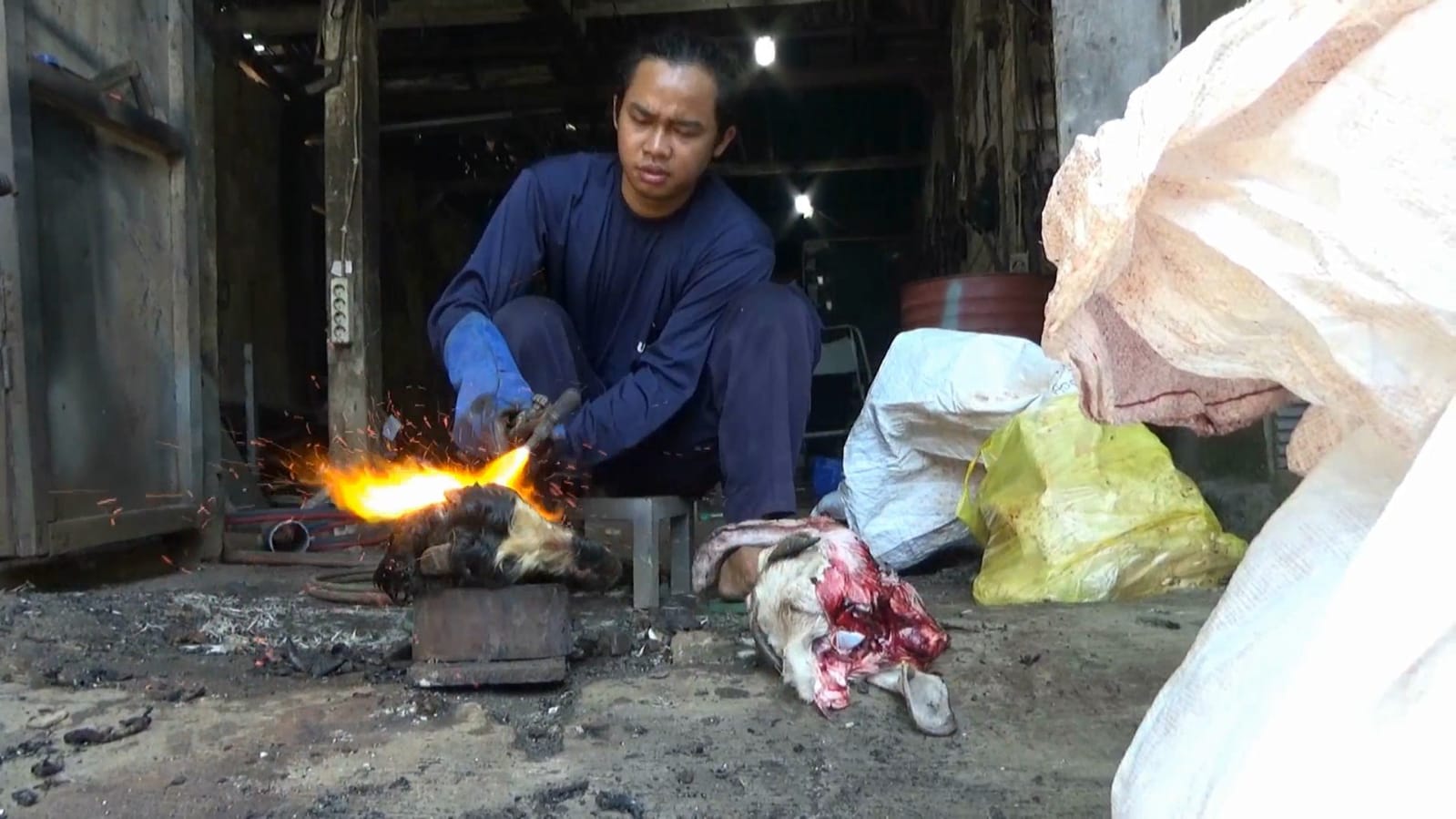 Organ hewan kurban yang dibersihkan bulunya dengan menggunakan pembakaran las karbit.