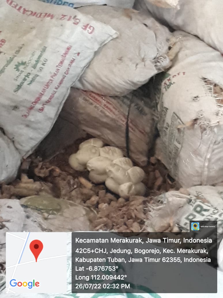 Mengerikan! Gudang Pabrik Tahu di Tuban Jadi Sarang Ular Piton 2 Gudang pabrik tahu. (Foto: Pemadam Kebakaran Tuban/Tugu Jatim)