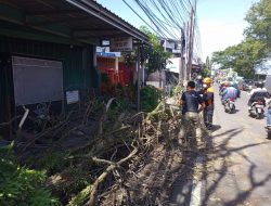 Pohon Tua Tumbang, 1 Pengendara di Malang Alami Cedera usai Tertimpa Reruntuhan