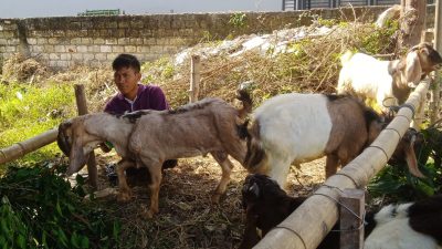  Puluhan kambing yang dipamerkan di stan Nurul Hayat Tuban, di Jalan Delima, Kelurahan Perbon, Kecamatan Tuban siap dijual untuk kurban.