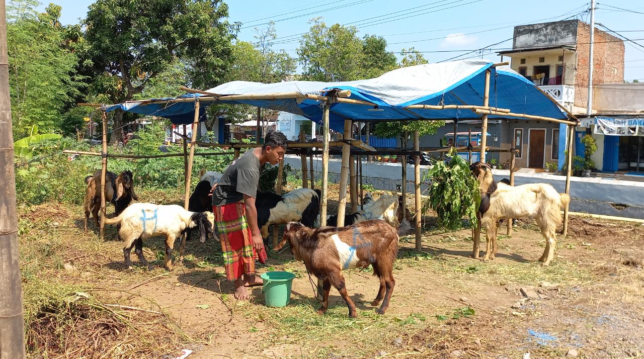 Lapak-lapak hewan ternak di wilayah Kota Pasuruan hanya menjual kambing dan tidak ada yang menjual sapi.