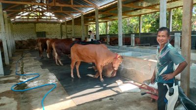 Peternak sapi. (Foto: Adnan/Tugu Jatim)