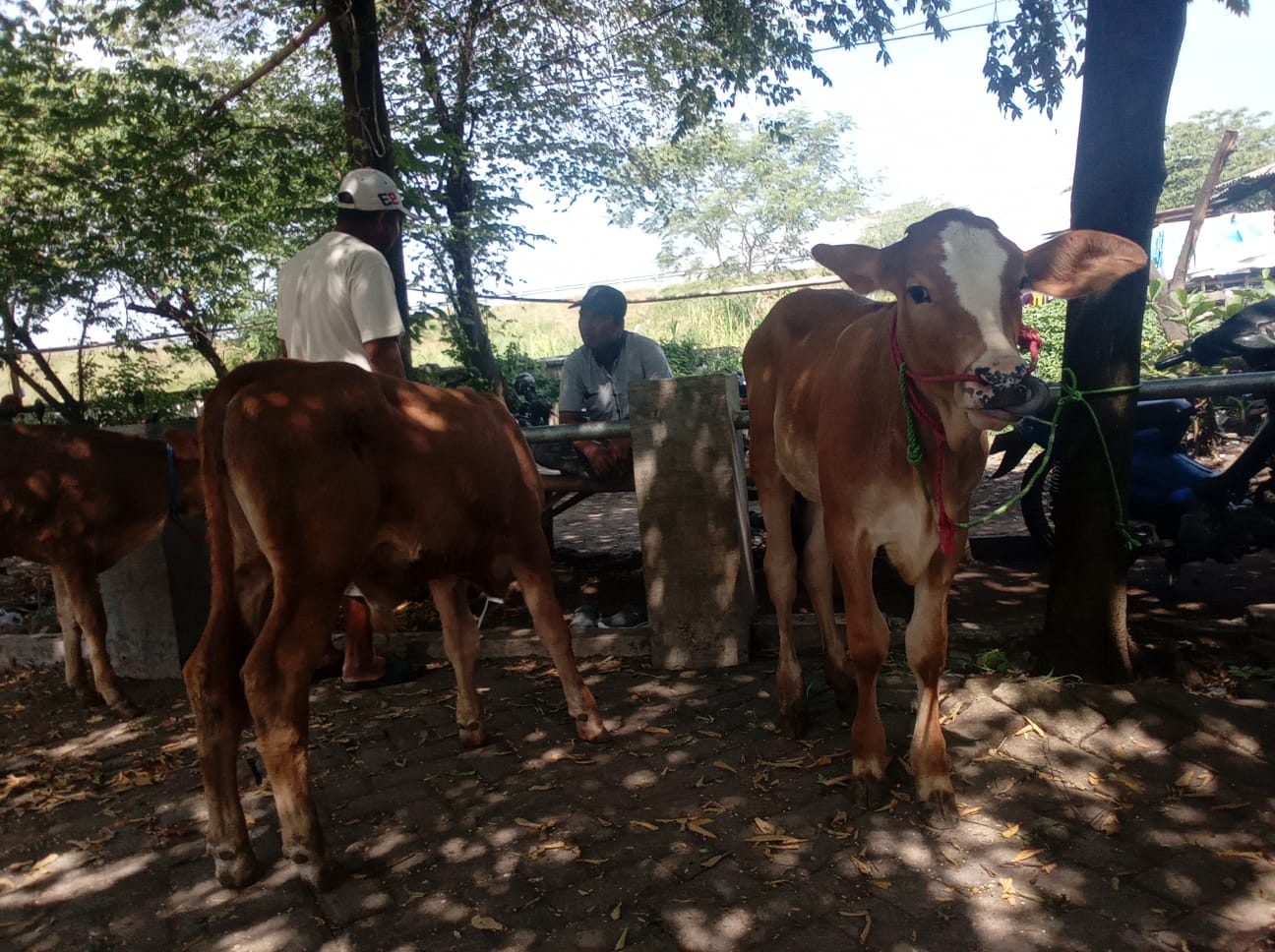 Pedagang sapi. (Foto: Laoh Mahfud/Tugu Jatim)