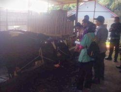 Cegah Persebaran Virus PMK Meluas, Peternak di Kabupaten Pasuruan Harus Aplikasikan Biosekuriti