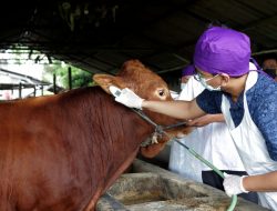 Pemkot Surabaya Mulai Vaksin Ternak Warga, Ini Syaratnya