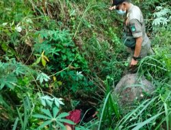 Kronologi Penemuan Mayat Wanita di Jurang Lumbang Pasuruan, Bermula dari Ceceran Darah di Kebun Singkong