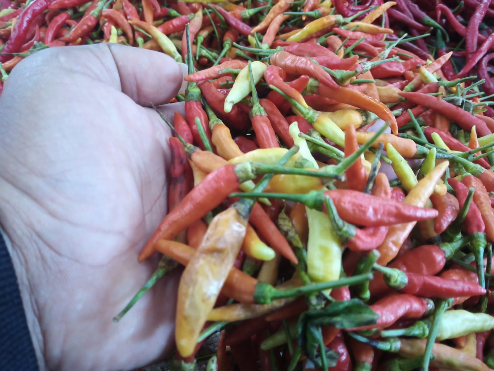 Cabai dan bawang merah yang beberapa hari sebelumnya harganya melangit.