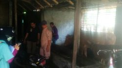 Vaksinasi pencegahan PMK pada Kamis (30/06/2022) di Dusun Putuk, Desa Lebakrejo, Kecamatan Purwodadi, Kabupaten Pasuruan.