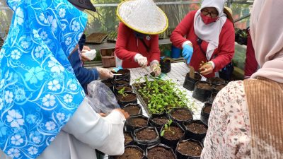 Pelatihan penanaman bibit di rumah hijau P2L Casiaverra, Lowokwaru.