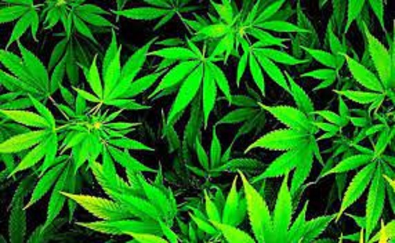 Ilustrasi ganja medis