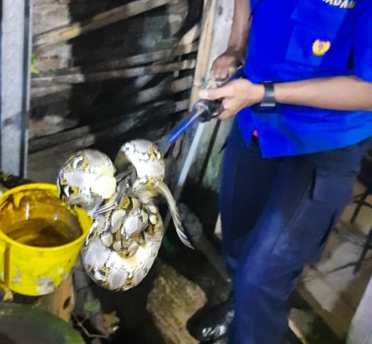 Petugas Damkar mengevakuasi ular piton dari rumah warga di Desa Banjararum, Kecamatan Singosari, Kabupaten Malang.
