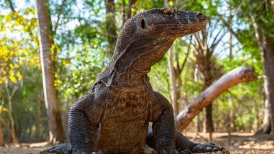 Pulau Komodo. (Foto:Pexels/Tugu Jatim)