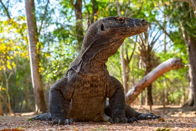 Pulau Komodo. (Foto:Pexels/Tugu Jatim)