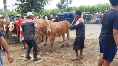 Pedagang pasar Hewan Gondanglegi mengendalikan sapi yang mereka jual di pinggir jalan.