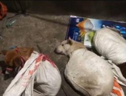 Rumah Jagal Anjing di Surabaya Digerebek, 2 Terduga Pelaku Ditangkap, Petugas Temukan 6 Ekor Sudah Terpotong